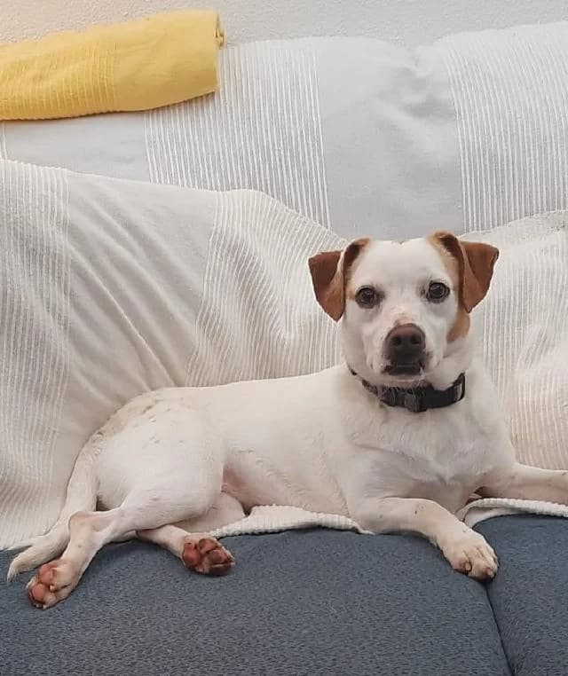 Ruby - 3 ano(s) e, Curto female puppy mixed breed for adoption at União Zoófila, Lisboa