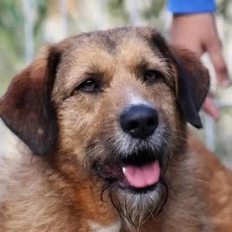 Gaudí, o pequeno grande cão, male young Mixed Breed for adoption at UPPA Sintra, Uppa