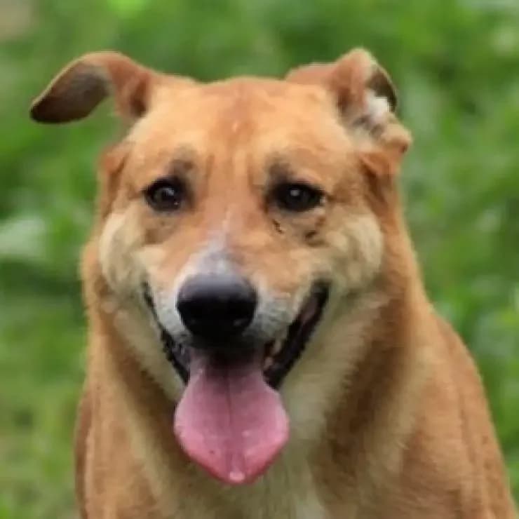 Kenzo, aquele miúdo giro, male 4yo Mixed Breed for adoption at UPPA Sintra, Uppa