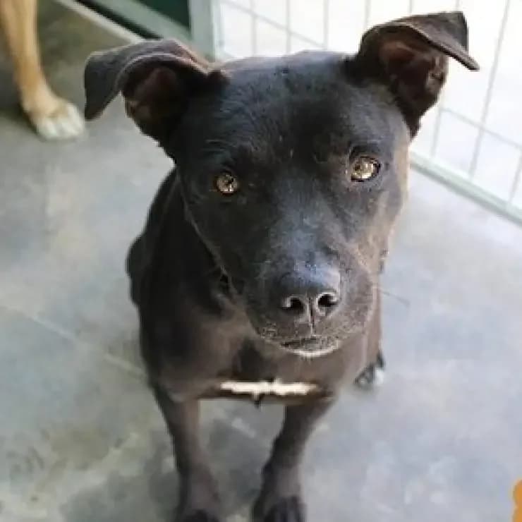 Puma, um poço de charme, male young Mixed Breed for adoption at UPPA Sintra, Uppa
