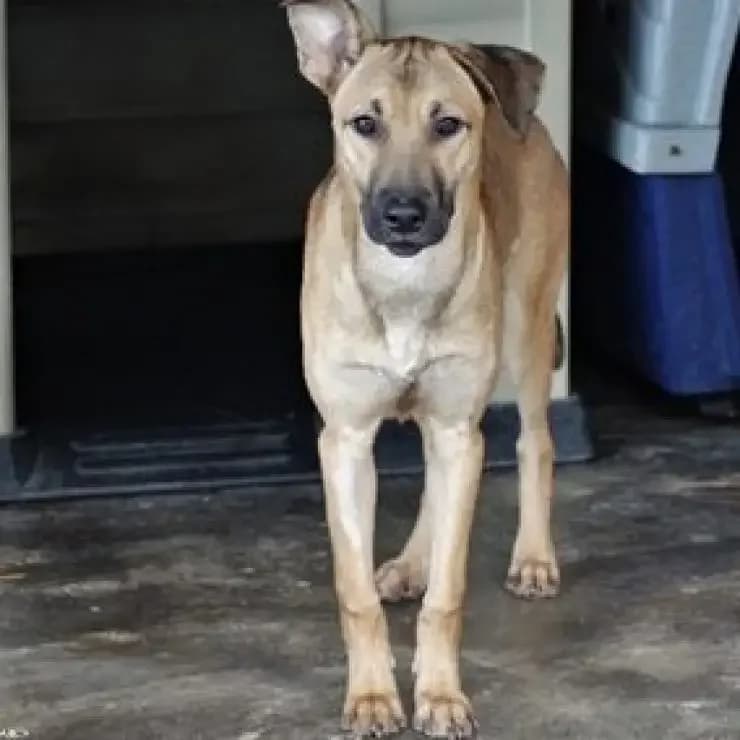 Rafa, sempre alerta ou assim parece?, male puppy Mixed Breed for adoption at UPPA Sintra, Uppa