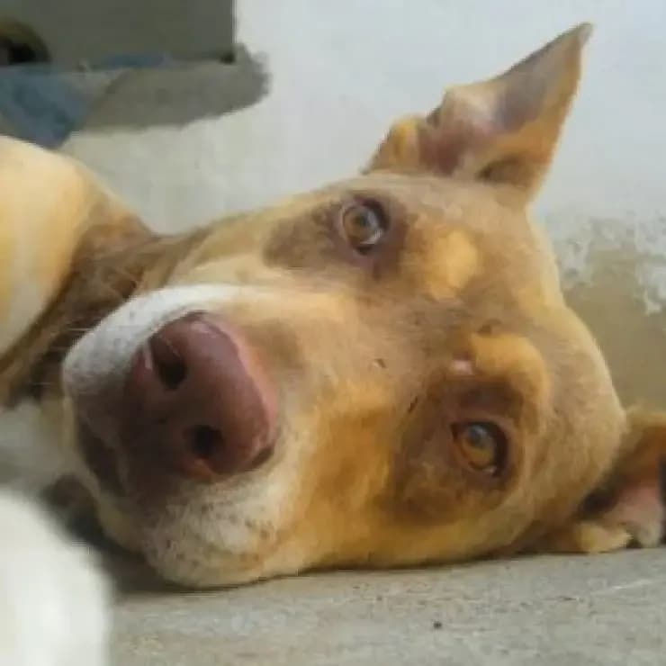 Rocky, o melhor cãopanheiro para as horas de preguiça, male young Mixed Breed for adoption at UPPA Sintra, Uppa