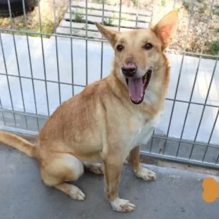 Yara, menina de olhos verdes, male Mixed Breed for adoption at UPPA Sintra, Uppa