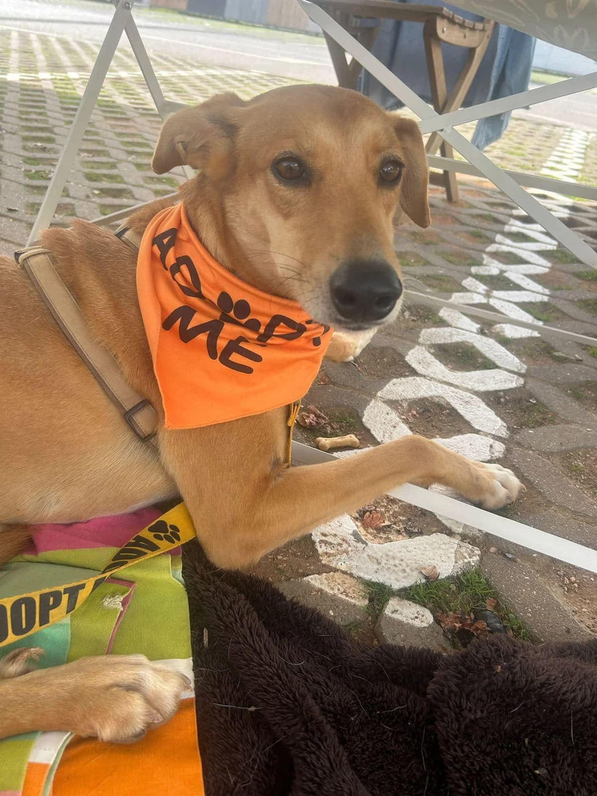 Althea, female Rhodesian Ridgeback for adoption at Wigglestail Animal Sanctuary