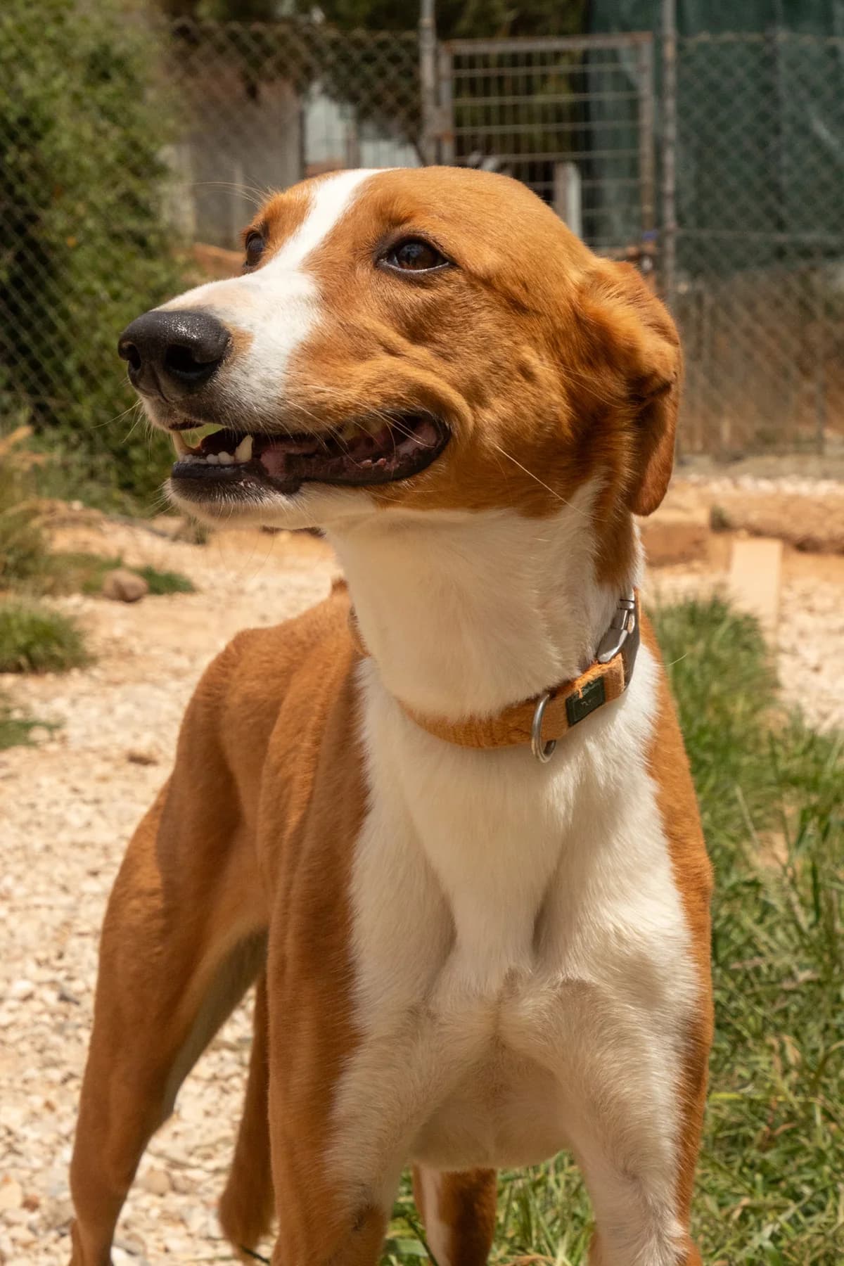 Cassidy, female Rhodesian Ridgeback for adoption at Wigglestail Animal Sanctuary