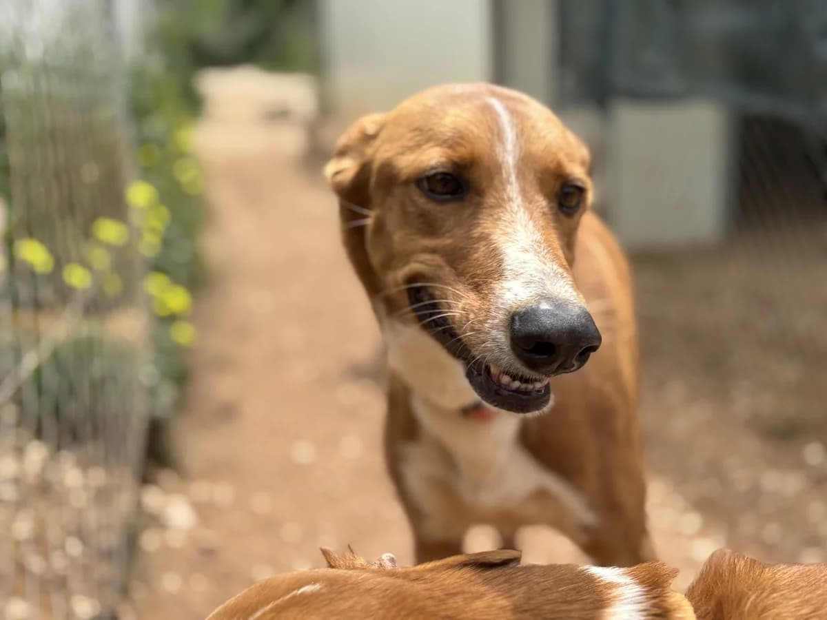 Diamond, female Rhodesian Ridgeback for adoption at Wigglestail Animal Sanctuary