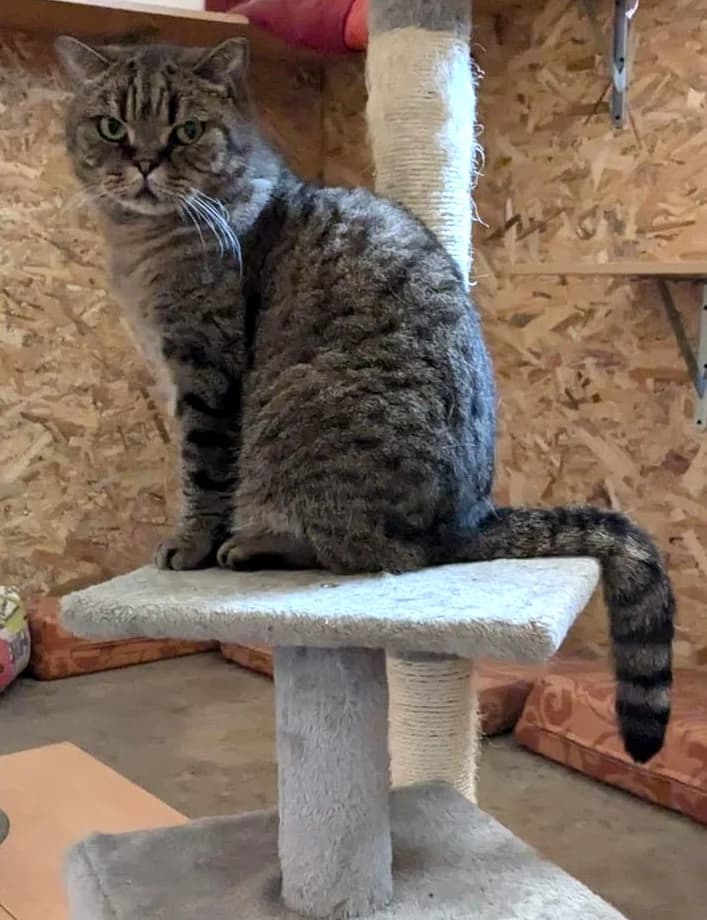 Emma, female Mixed Breed for adoption at Wigglestail Animal Sanctuary