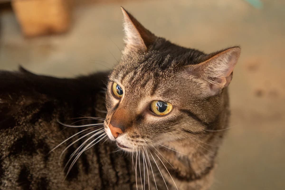 Janice, female Mixed Breed for adoption at Wigglestail Animal Sanctuary