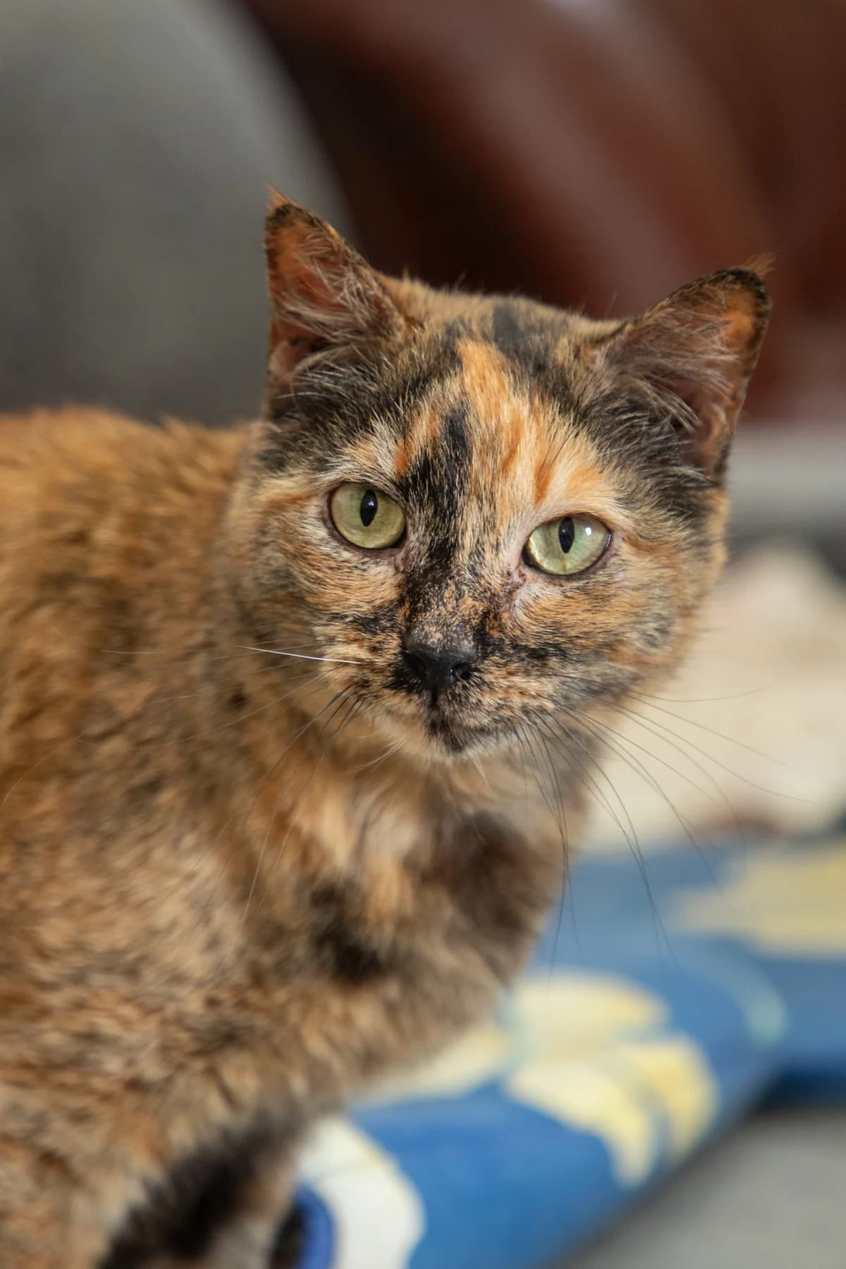 Juliana, female Mixed Breed for adoption at Wigglestail Animal Sanctuary