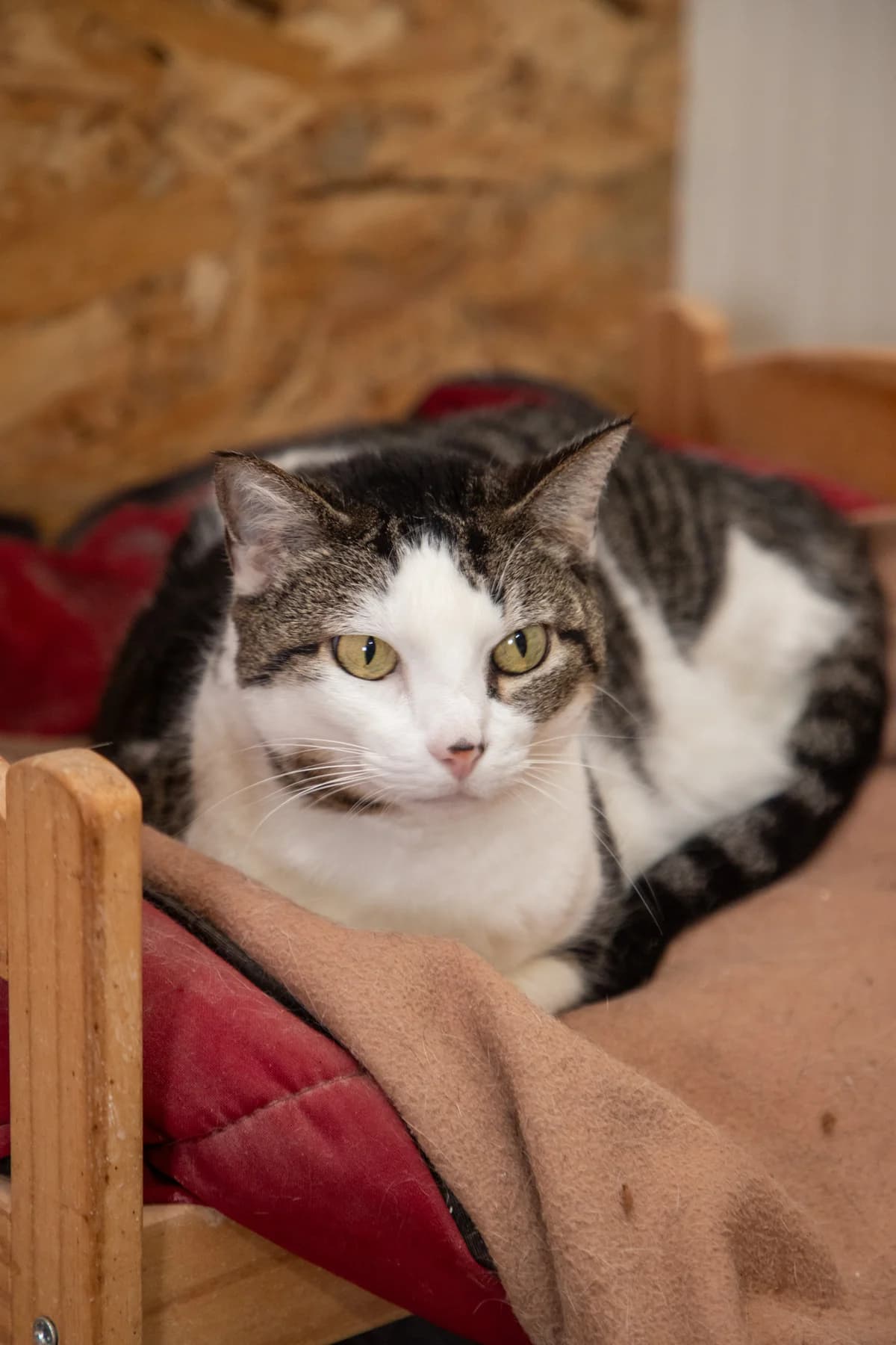 Lady, female Mixed Breed for adoption at Wigglestail Animal Sanctuary