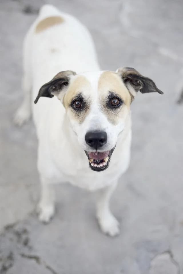 Guardiola - 12 ano(s) e, Curto male puppy mixed breed for adoption at União Zoófila, Lisboa
