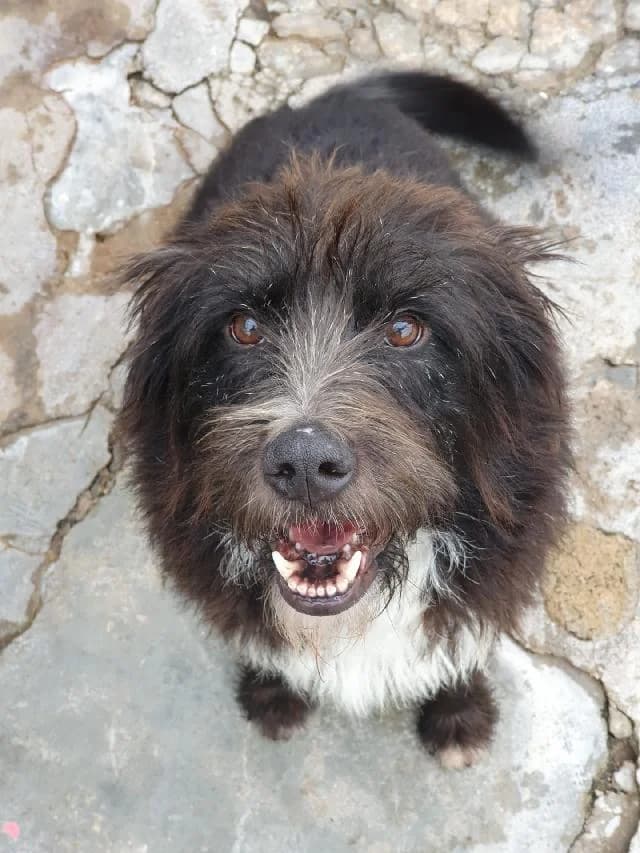 Bugatti, Médio e Ondulado male senior mixed breed for adoption at União Zoófila, Lisboa