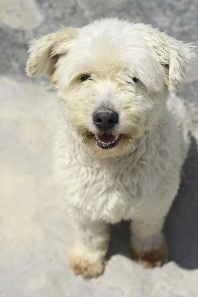 Asa Branca - 10 ano(s) e, Médio e Ondulado male puppy mixed breed for adoption at União Zoófila, Lisboa