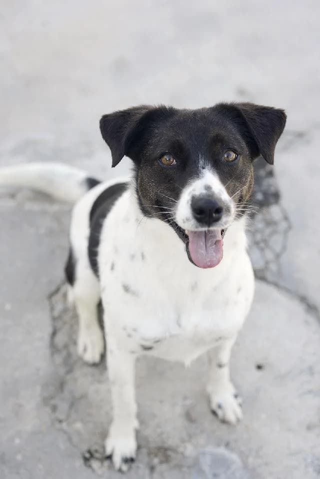 Levis - 9 ano(s) e, Curto female puppy mixed breed for adoption at União Zoófila, Lisboa
