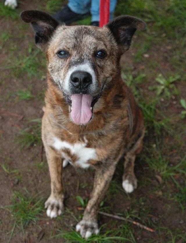 Miúdo, Curto male senior mixed breed for adoption at União Zoófila, Lisboa