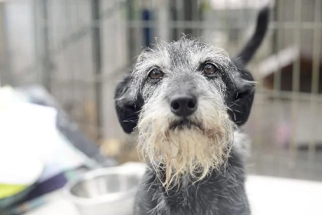 Rudy II - 13 ano(s) e, Médio male puppy mixed breed for adoption at União Zoófila, Lisboa