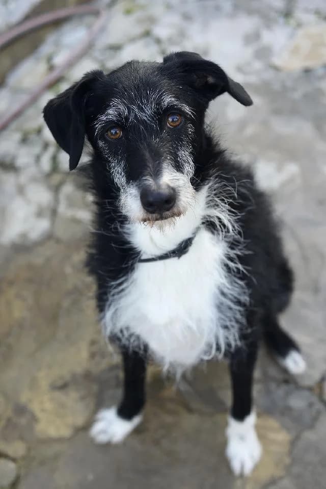 Maxwell (Max) - 12 ano(s) e, Curto e Sedoso male puppy mixed breed for adoption at União Zoófila, Lisboa
