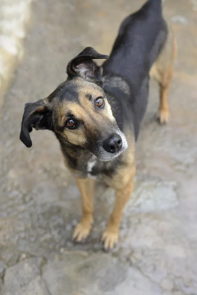 Nokas - 14 ano(s) e, Curto female puppy mixed breed for adoption at União Zoófila, Lisboa