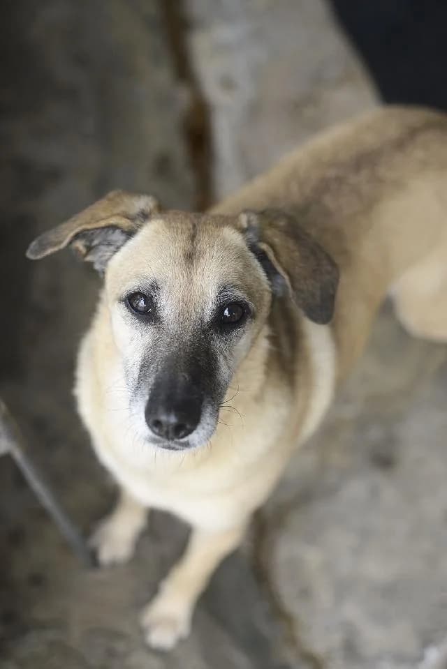 Piaf - 11 ano(s) e, Curto female puppy mixed breed for adoption at União Zoófila, Lisboa