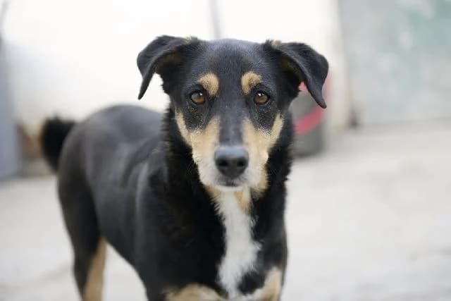 Duca, Curto male senior mixed breed for adoption at União Zoófila, Lisboa