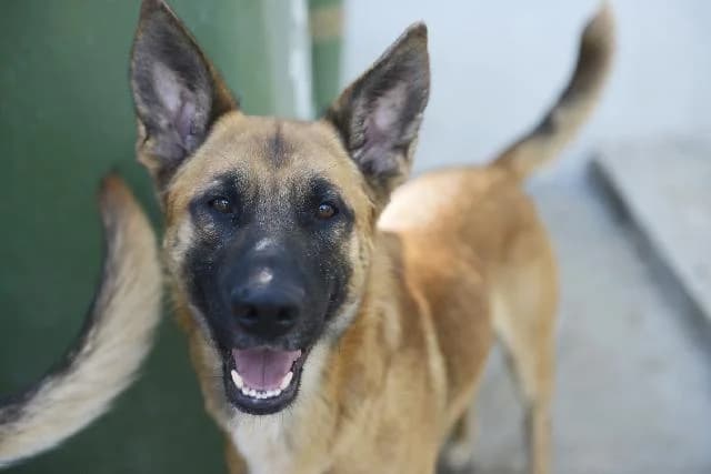 Raul - 12 ano(s) e, Curto male puppy mixed breed for adoption at União Zoófila, Lisboa