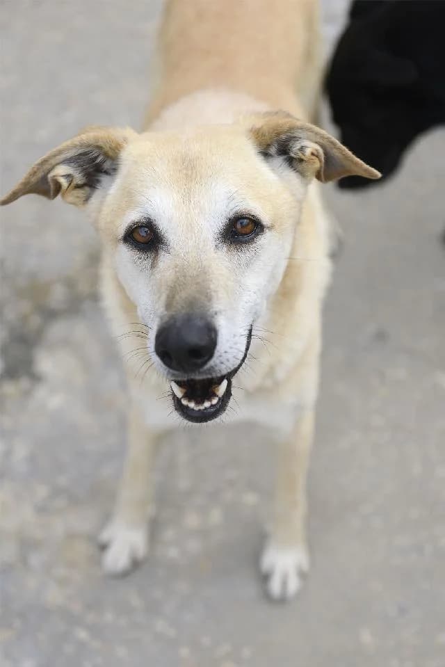 Tchecov - 12 ano(s) e, Curto male puppy mixed breed for adoption at União Zoófila, Lisboa