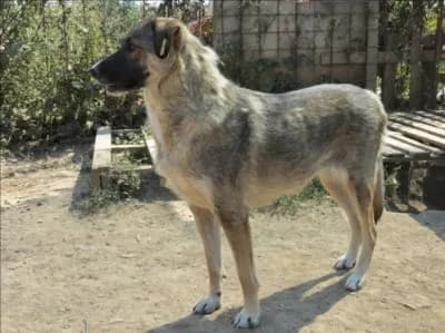 Sandra, female Mixed Breed for adoption at Asociatia ROBI / 4animals.ro