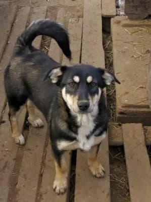 Alyssa, female Mixed Breed for adoption at Asociatia ROBI / 4animals.ro