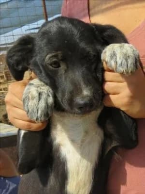 Alexia, female Mixed Breed for adoption at Asociatia ROBI / 4animals.ro