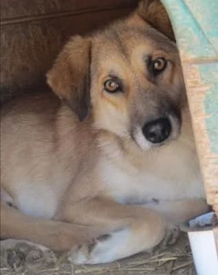 Skip, male Mixed Breed for adoption at Asociatia ROBI / 4animals.ro