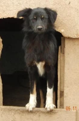 Bocca, female Mixed Breed for adoption at Asociatia ROBI / 4animals.ro