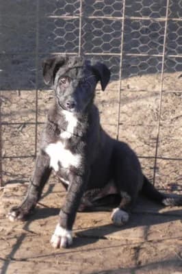 Agatha, female Mixed Breed for adoption at Asociatia ROBI / 4animals.ro