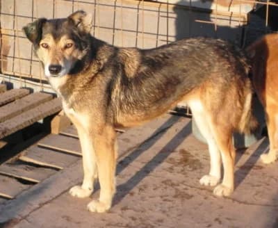Posy, female Mixed Breed for adoption at Asociatia ROBI / 4animals.ro