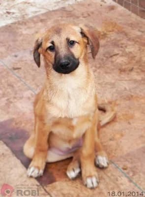 Mindy, female Mixed Breed for adoption at Asociatia ROBI / 4animals.ro