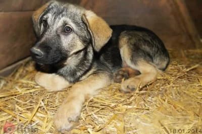 Rhea, female Mixed Breed for adoption at Asociatia ROBI / 4animals.ro