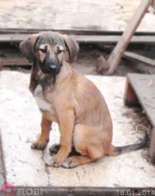 Bia, female Mixed Breed for adoption at Asociatia ROBI / 4animals.ro