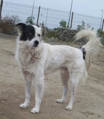 Pufy, male Mixed Breed for adoption at Asociatia ROBI / 4animals.ro