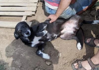 Mariana, female Mixed Breed for adoption at Asociatia ROBI / 4animals.ro