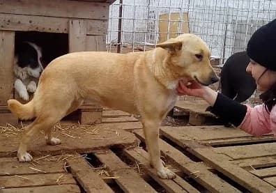 Almy, male Mixed Breed for adoption at Asociatia ROBI / 4animals.ro