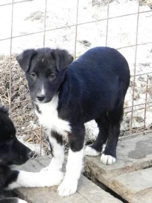 Neo, male Mixed Breed for adoption at Asociatia ROBI / 4animals.ro
