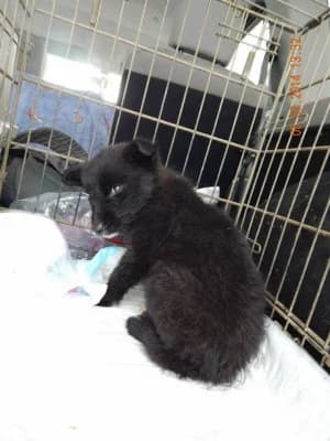 Handy, female Mixed Breed for adoption at Asociatia ROBI / 4animals.ro