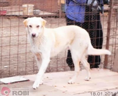 Vany, male Mixed Breed for adoption at Asociatia ROBI / 4animals.ro