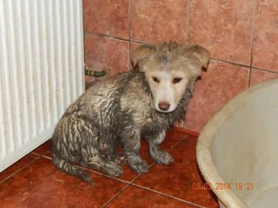 Marty, male Mixed Breed for adoption at Asociatia ROBI / 4animals.ro