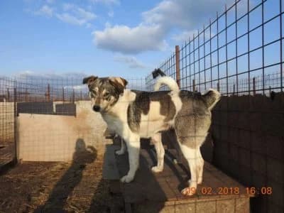 Polka, female Mixed Breed for adoption at Asociatia ROBI / 4animals.ro
