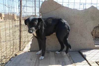 Ricky, male Mixed Breed for adoption at Asociatia ROBI / 4animals.ro