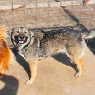 Pika, female Mixed Breed for adoption at Asociatia ROBI / 4animals.ro