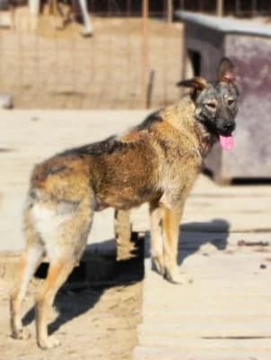 Kimmy, female Mixed Breed for adoption at Asociatia ROBI / 4animals.ro