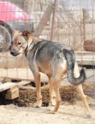Reina, female Mixed Breed for adoption at Asociatia ROBI / 4animals.ro