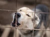 Morris, male Mixed Breed for adoption at Asociatia ROBI / 4animals.ro