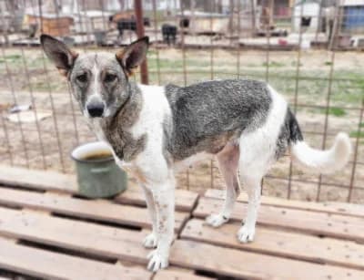 Picky, female Mixed Breed for adoption at Asociatia ROBI / 4animals.ro